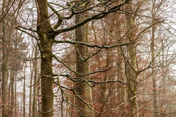 Verschneite Wälder — Stockfoto